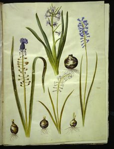 itämainen hyasintti (almindelig hyasint); Muscari comosum (duskhyasint); Brimeura amethystina (pyreneiskin sininen) tekijältä Hans Simon Holtzbecker