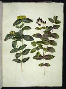 Hypericum androsaemum (marjamäkikuisma) tekijältä Hans Simon Holtzbecker