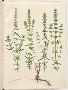 Hyssopus officinalis (aito iisoppi) tekijältä Hans Simon Holtzbecker
