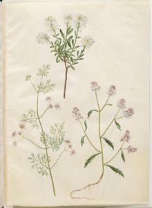 Iberis sempervirens (lumityyny); Coriandrum sativum (tavallinen korianteri); Iberis amara (katkera rusettikukka) tekijältä Hans Simon Holtzbecker