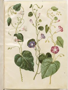 Ipomoea purpurea (purpur-pragtsnerle) tekijältä Hans Simon Holtzbecker