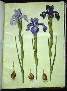 Iris latifolia (englanniksi iris) tekijältä Hans Simon Holtzbecker