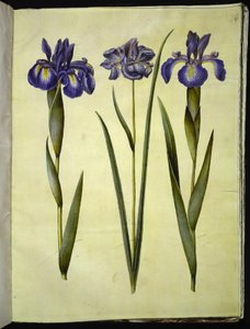 Iris latifolia (englanniksi iris); Iris sibirica (Siperian iiris) tekijältä Hans Simon Holtzbecker