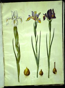 Iris latifolia (englanniksi iris); Iris xiphium (espanjalainen iiris) tekijältä Hans Simon Holtzbecker