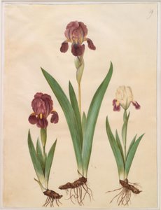 Iris × lurida (iiris-hybridi) tekijältä Hans Simon Holtzbecker