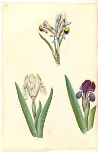 Iris persica (Persian iiris); Iris lutescens tai Iris pumila (?) (kääpiöiiris tai matala iiris) tekijältä Hans Simon Holtzbecker