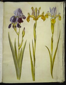 Iris × sambucina (hyllyiiris); Iris latifolia (englanniksi iris) tekijältä Hans Simon Holtzbecker