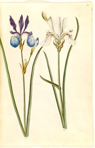 Iris sibirica (sibirisk iris) tekijältä Hans Simon Holtzbecker
