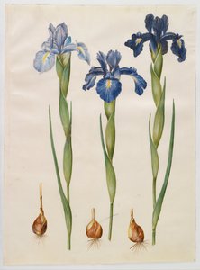 Iris xiphioides tekijältä Hans Simon Holtzbecker