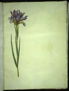 Iris xiphium (espanjalainen iiris) tekijältä Hans Simon Holtzbecker