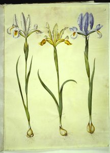 Iris xiphium (espanjalainen iris) tai Iris latifolia (englanniksi iris); Iris xiphium (espanjalainen iiris) tekijältä Hans Simon Holtzbecker