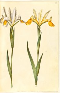 Iris xiphium, mahdollisesti Iris latifolia (?) (espanjalainen iiris tai englantilainen iiris) tekijältä Hans Simon Holtzbecker