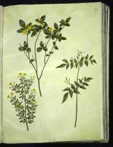 Jasminum odoratissimus (stue-jasmin); Jasmiinipensas (busk-jasmin); Jasminum grandiflorum (duft-jasmin) tekijältä Hans Simon Holtzbecker