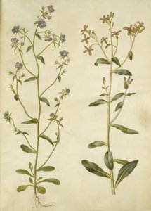 Legousia Venus-peili (ægte venuspejl); surullinen hesperis (natviol) tekijältä Hans Simon Holtzbecker