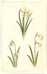 Leucojum aestivum (kesäluumu); Galanthus nivalis (tavallinen lumikello); Leucojum vernum (Dorotea lily) tekijältä Hans Simon Holtzbecker