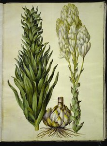valkoinen lilja (madonna-lilje) tekijältä Hans Simon Holtzbecker