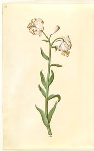 Lilium martagon (seppele lilja) tekijältä Hans Simon Holtzbecker