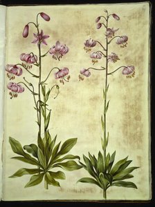 Lilium martagon (seppele lilja) tekijältä Hans Simon Holtzbecker