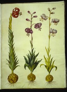 Lily pomponium (pompon-lilje); Martagon lilja (krans-lilje) tekijältä Hans Simon Holtzbecker