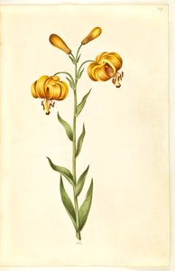 Lilium pyrenaicum (Pyreneen lilja) tekijältä Hans Simon Holtzbecker