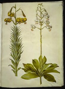 Lilium pyrenaicum (Pyreneen lilja); Lilium martagon (seppele lilja) tekijältä Hans Simon Holtzbecker