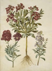 Matthiola incana (vinter-levkøj) tekijältä Hans Simon Holtzbecker