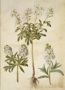 Matthiola incana (vinter-levkøj) tekijältä Hans Simon Holtzbecker