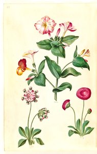 Mirabilis jalapa (ihme kukka); Bellis perennis (tavallinen päivänkakkara) tekijältä Hans Simon Holtzbecker