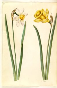 Narcissus ×incomparabilis (puutarhanarsissi); Narcissus pseudonarcissus (narsissi) tekijältä Hans Simon Holtzbecker