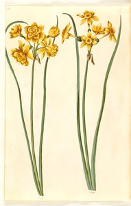 Narcissus jonquilla (siv-narcis) tekijältä Hans Simon Holtzbecker