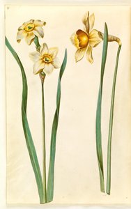 Narcissus ×mediluteus (toblomstret narcissus); Narsissi × vertaansa vailla (on-narsisti) tekijältä Hans Simon Holtzbecker