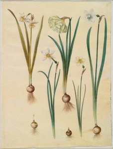 Narcissus ×mediluteus (toblomstret narcissus); Narcissus pseudonarcissus; Narcissus (narcissus); Runollinen narsissi (pinselilje); Narcissus × ohuempi tekijältä Hans Simon Holtzbecker