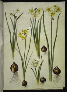 Runollinen narsissi (pinselilje); Narcissus triandrus (orkidea-narcissus); Narcissus ×mediluteus (toblomstret narcissus) tekijältä Hans Simon Holtzbecker
