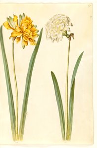 Narcissus pseudonarcissus (narsissi) tekijältä Hans Simon Holtzbecker