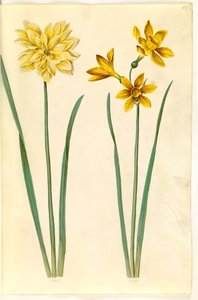 Narcissus pseudonarcissus (narsissi); Narcissus tazetta aureus (kulta-tazet) tekijältä Hans Simon Holtzbecker