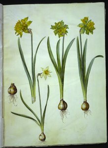 Narcissus pseudonarcissus; Narsissi? × vertaansa vailla (on-narsisti) tekijältä Hans Simon Holtzbecker