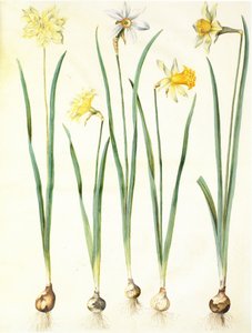 Narcissus pseudonarcissus, Narcissus poeticus, Narcissus × incomparabilis. tekijältä Hans Simon Holtzbecker