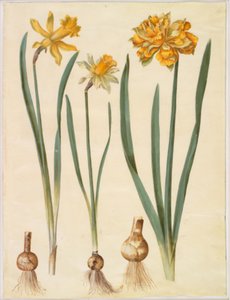 Narcissus pseudonarcissus major (iso narsissi); Narcissus pseudonarcissus bicolor (kaksivärinen narsissi); Narcissus pseudonarcissus tekijältä Hans Simon Holtzbecker