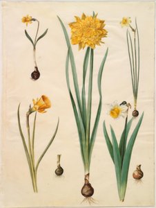 Narcissus pseudonarcissus minor; Narcissus pseudonarcissus (narsissi); Narcissus ×tenuior; Narcissus bulbocodium (krinoliininarcissus); Narcissus pseudonarcissus bicolor (kaksivärinen narsissi) tekijältä Hans Simon Holtzbecker