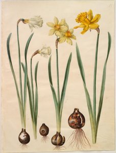 Narcissus pseudonarcissus moschatus (myski-narcissus); Narcissus ×mediluteus (toblomstret narcissus); Narcissus pseudonarcissus major (stor påskelilje) tekijältä Hans Simon Holtzbecker