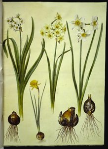 Narcissus tazetta (tazet); Narcissus ×medioluteus (toblomstret narcis); Narcissus bulbocodium (krinoline-narcis) tekijältä Hans Simon Holtzbecker