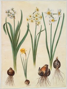 Narcissus tazetta; Narcissus orientalis; Corbularia bulbocodium tekijältä Hans Simon Holtzbecker