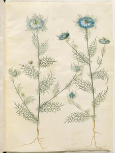 Nigella damascena (neitsyt vihreässä) tekijältä Hans Simon Holtzbecker