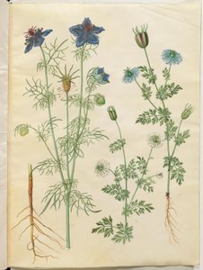 Nigella hispanica (paholainen pensaassa); Nigella sativa (musta kumina) tekijältä Hans Simon Holtzbecker