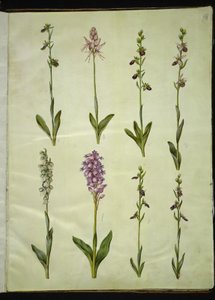 Ophrys apifera tai Ophrys sphegodes (mehiläiskärpäsen kukka tai varhainen kärpäskukka); "Orchis simia" (fantasiakukka); Ophrys apifera (mehiläiskärpäsen kukka); Orchis (käkiyrtti); Orchis militaris (Knight
