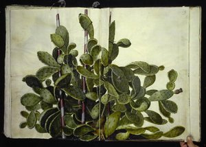 Opuntia ficus-indica, Opuntia humifusa tai Opuntia monacantha (art af figenkaktus) tekijältä Hans Simon Holtzbecker