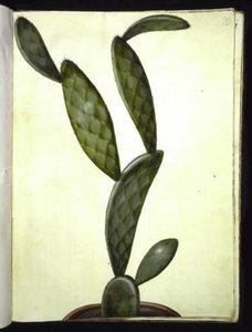 Opuntia monacantha tekijältä Hans Simon Holtzbecker