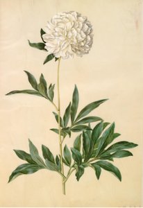 Paeonia lactiflora (silkkipioni) tekijältä Hans Simon Holtzbecker