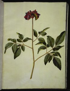 Urospioni (ruusu-silkeplante) tekijältä Hans Simon Holtzbecker