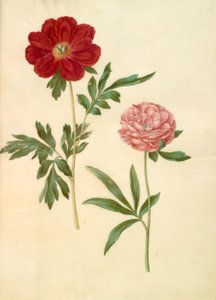 Paeonia officinalis (bonderose) tekijältä Hans Simon Holtzbecker